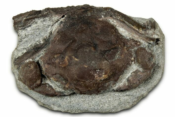 Eocene Fossil Crab (Pulalius) - Washington State #345525